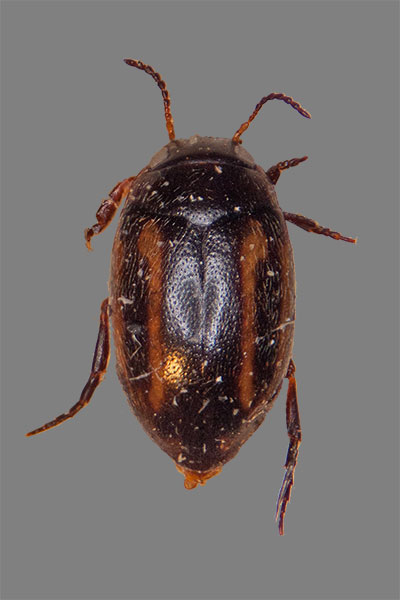 Zwergschwimmer Graptodytes granularis