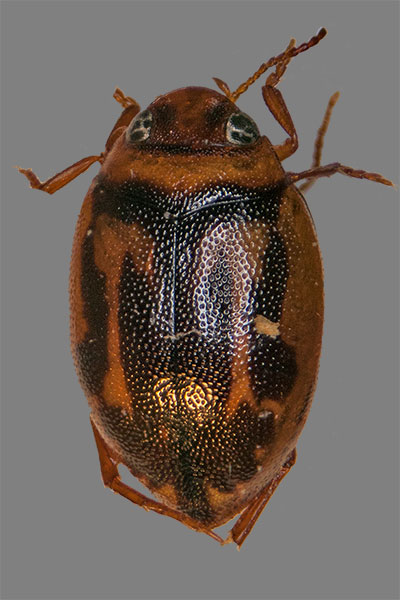Zwergschwimmer Graptodytes granularis 