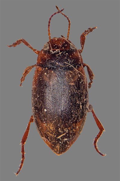 Gemeiner Zwergschwimmer Hydroporus palustris