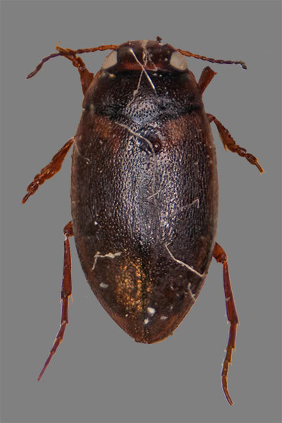 Zwergschwimmer Hydroporus striola