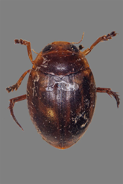 Kugelschwimmer Hyphydrus aubei