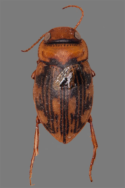 Schwimmk�fer Potamonectes depressus