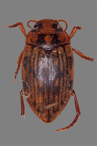 Schwimmk�fer Scarodytes halensis