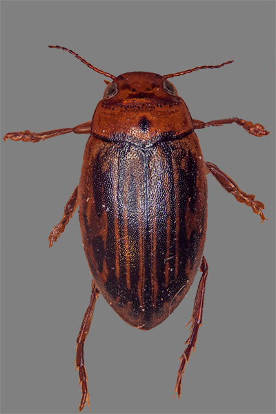 Zwergschwimmer Coelambus parallelogrammus