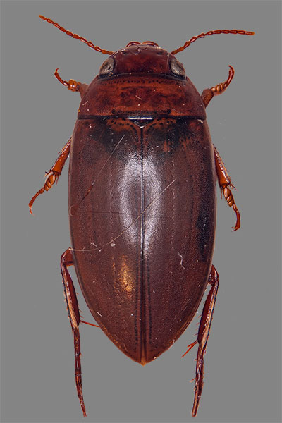 Schnellschwimmer Copelatus ruticollis