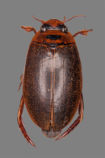 Gliederfüsser Arthropoda