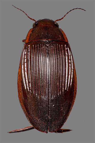 Gelbrandk�fer Weibchen Dytiscus dimidiatus