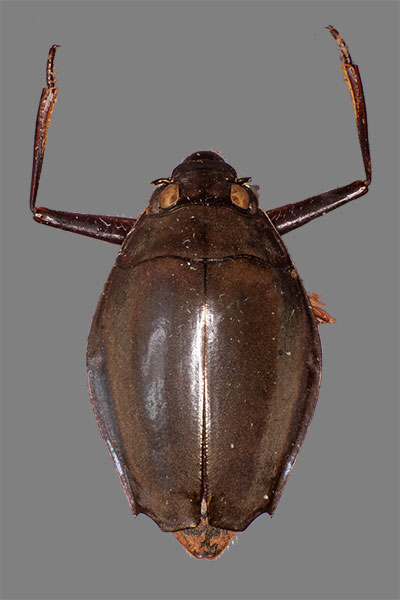 Gliederfüsser Arthropoda