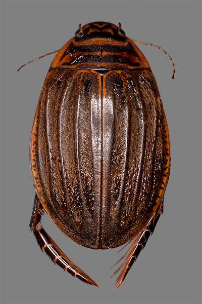 Furchenschwimmer Acilius sulcatus