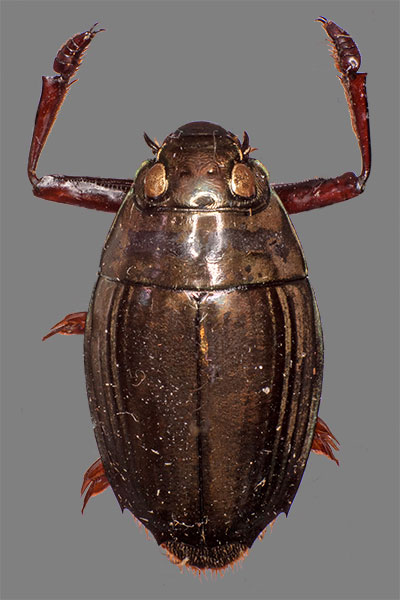 Gliederfüsser Arthropoda