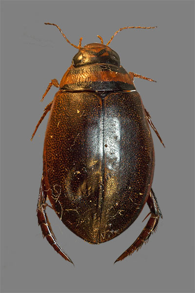 Tauchk�fer Graphoderus cinereus