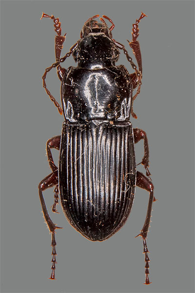 Paralleler Breitkfer Abax parallelus