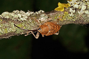 Eichelbohrer Curculio glandium