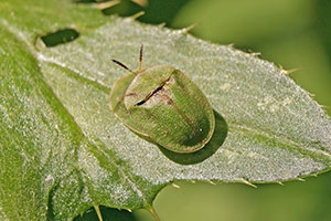 Paarung von Schildkfern