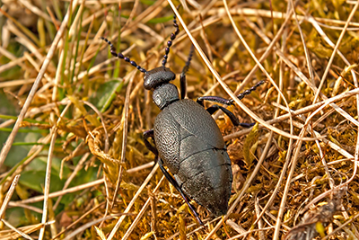 lkfer, Maiwurm