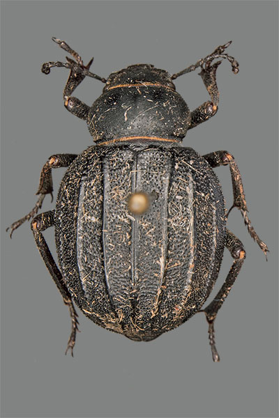 Schwarzkfer