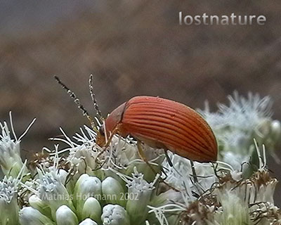 Pflanzenkfer auf Flores, Indonesien