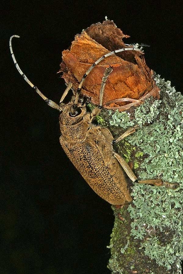 Groer Pappelbock Saperda carcharias