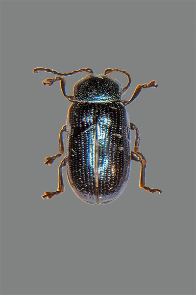 Phratora laticollis