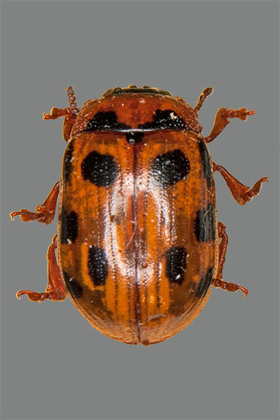 Gonioctena decemnotata