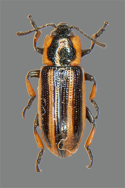 Prasocuris phellandrii