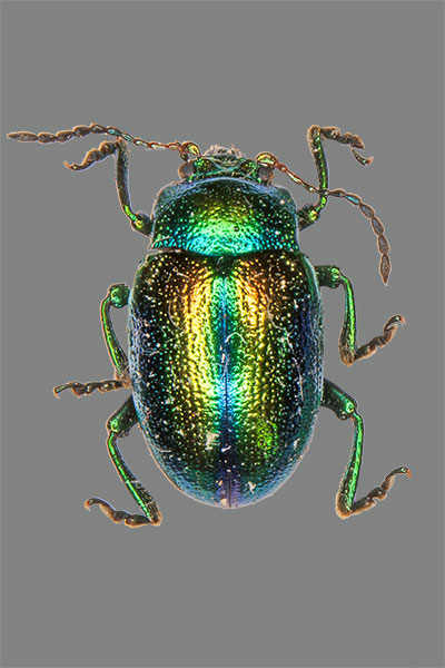 Oval�ugiger Blattk�fer