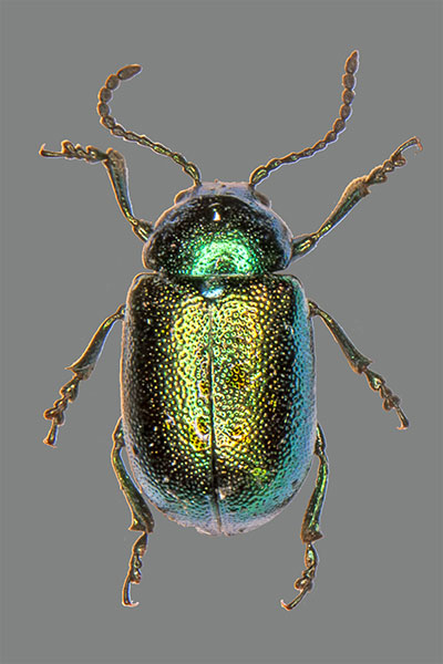 Gastrophysa viridula
