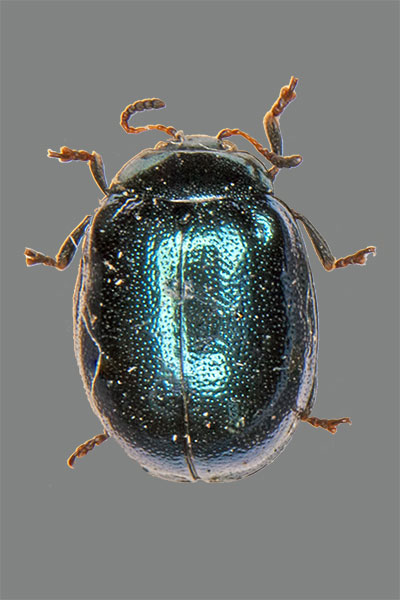 Breiter Weidenblattk�fer