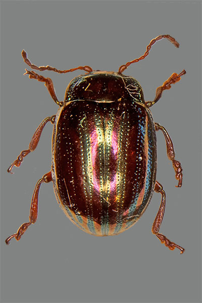 Chrysolina americana