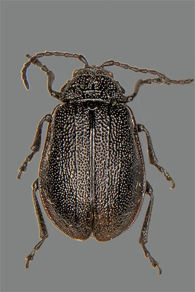 Galeruca pomonae