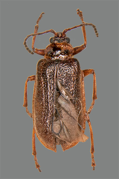 Galerucella nymphaeae