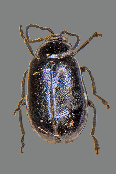 Erlenblattk�fer Agelastica alni