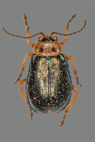Sermylassa halensis