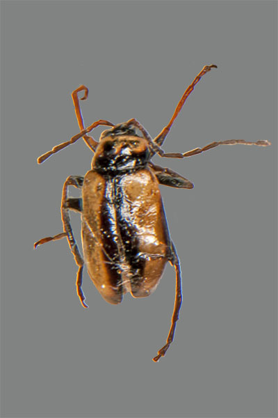 Calomicrus circumfusus