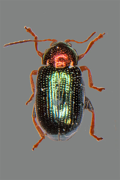 Erdflohk�fer Crepidodera aurata
