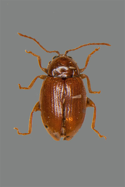 Neocrepidodera transversa