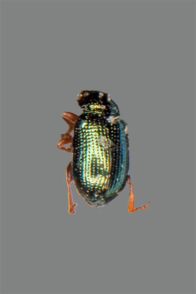 Crepidodera fulvicornis