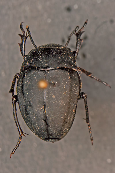 Schwarzkfer Erodius goryi