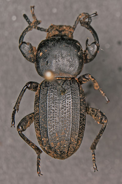 Schwarzkfer Scaurus punctatus