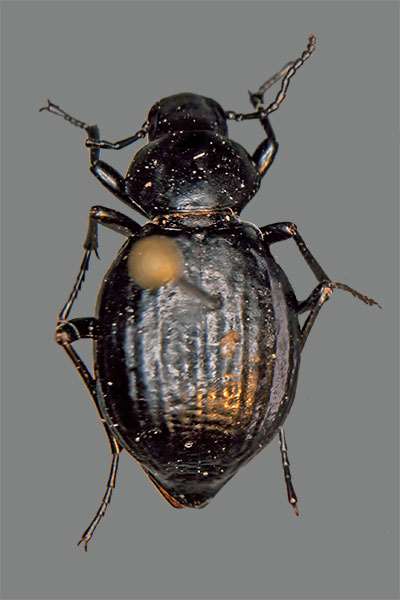 Schwarzkfer Tentyria andalusia