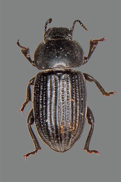 Schwarzkfer Heliopates ibericus