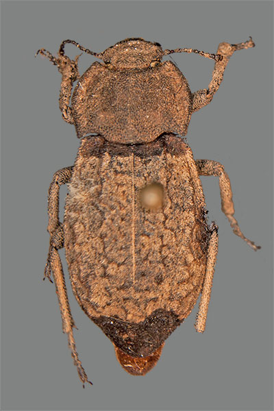 Schwarzkfer Asida alcarazensis