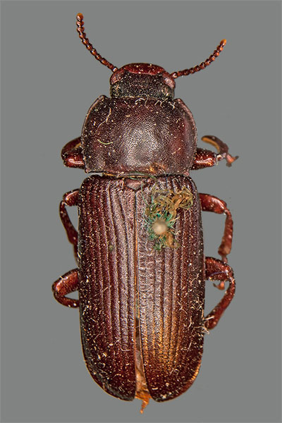 Mehlkfer Tenebrio molitor