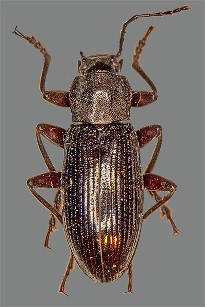 Cylindronotus aeneus