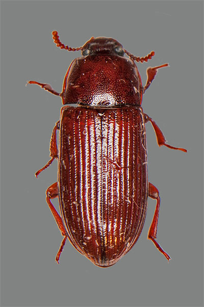 Schwarzkfer Uloma rufa
