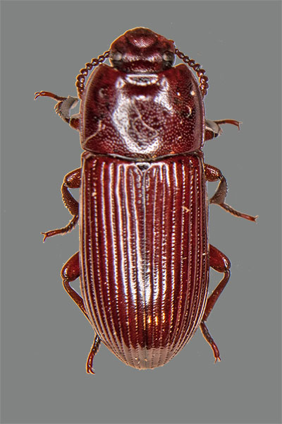 Schwarzkfer Uloma culinaris