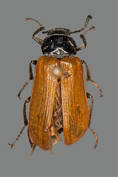 Pflanzenkfer Omophlus spec.