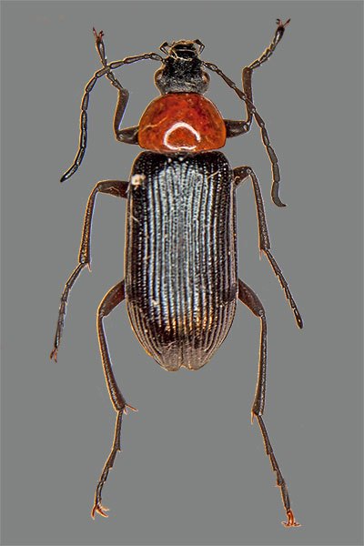 Pflanzenkfer Cteniopus spec.