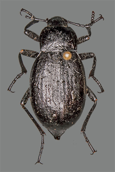 Totenkfer Blaps mucronata