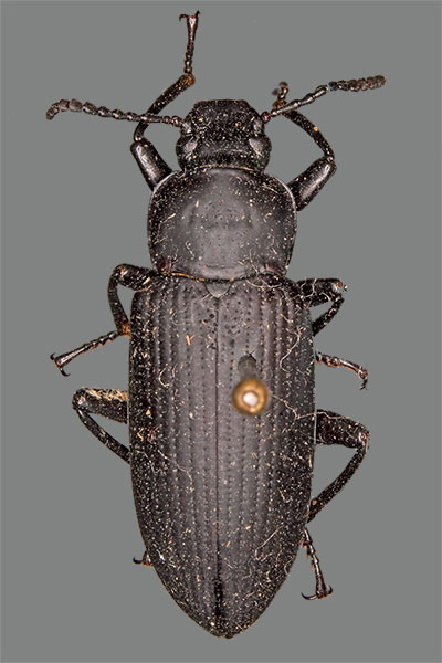 Schwarzkfer Zophobas opacus